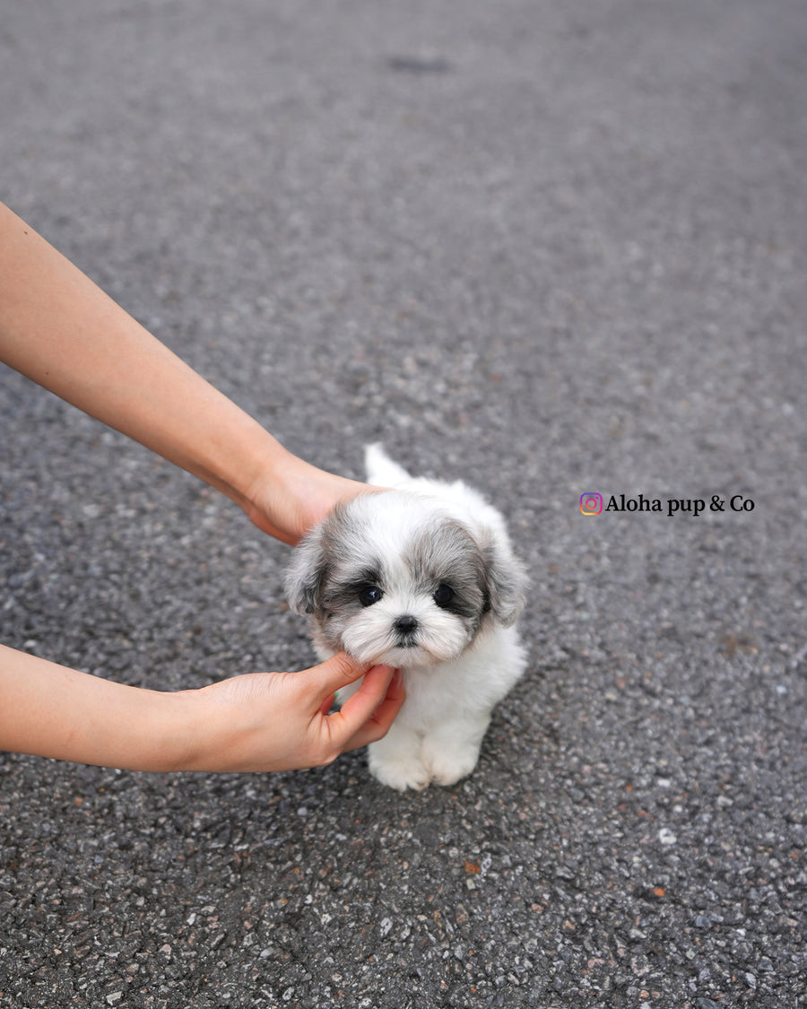 Sugar [TEACUP MALTIPOO]