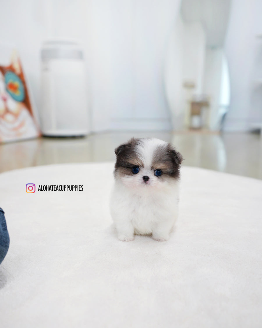 Puff [TEACUP Maltipom]