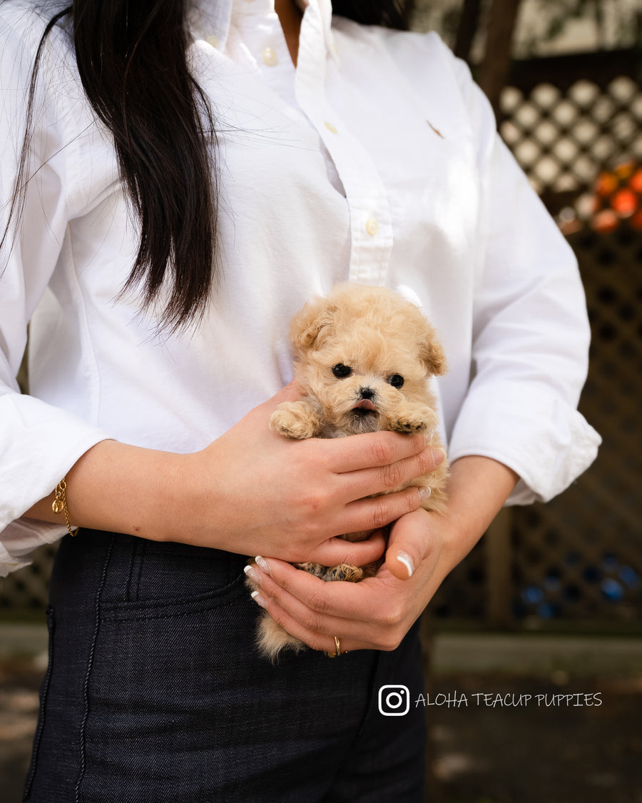 Arlo [TEACUP POODLE]