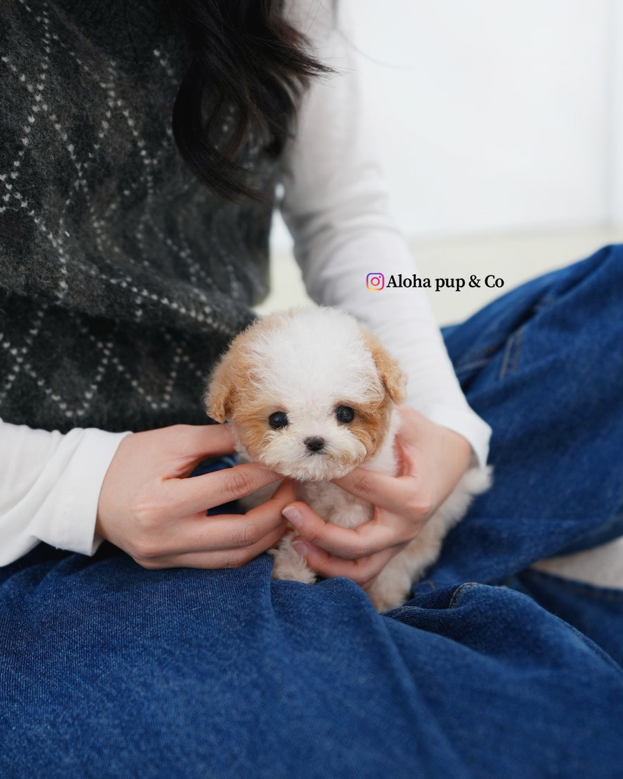 Apple [TEACUP MALTIPOO]