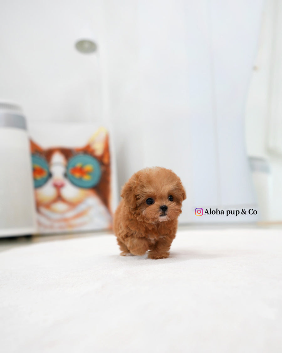 Toby [TEACUP POODLE]