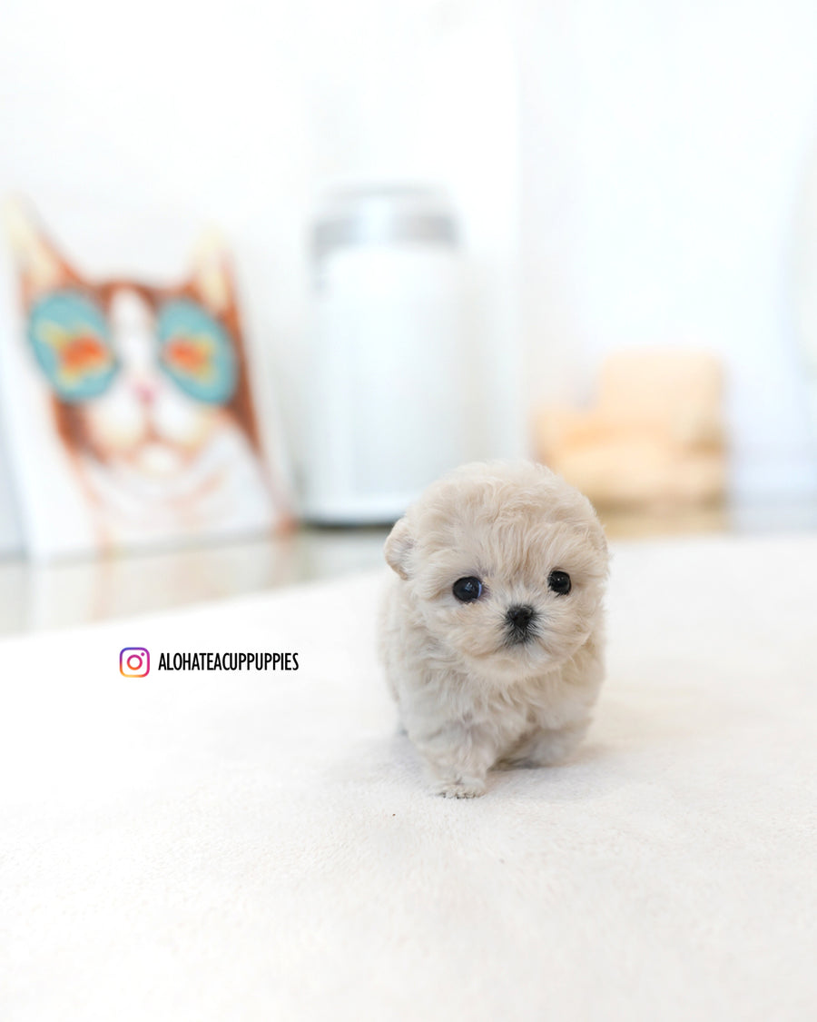 Casey [TEACUP MALTIPOO]