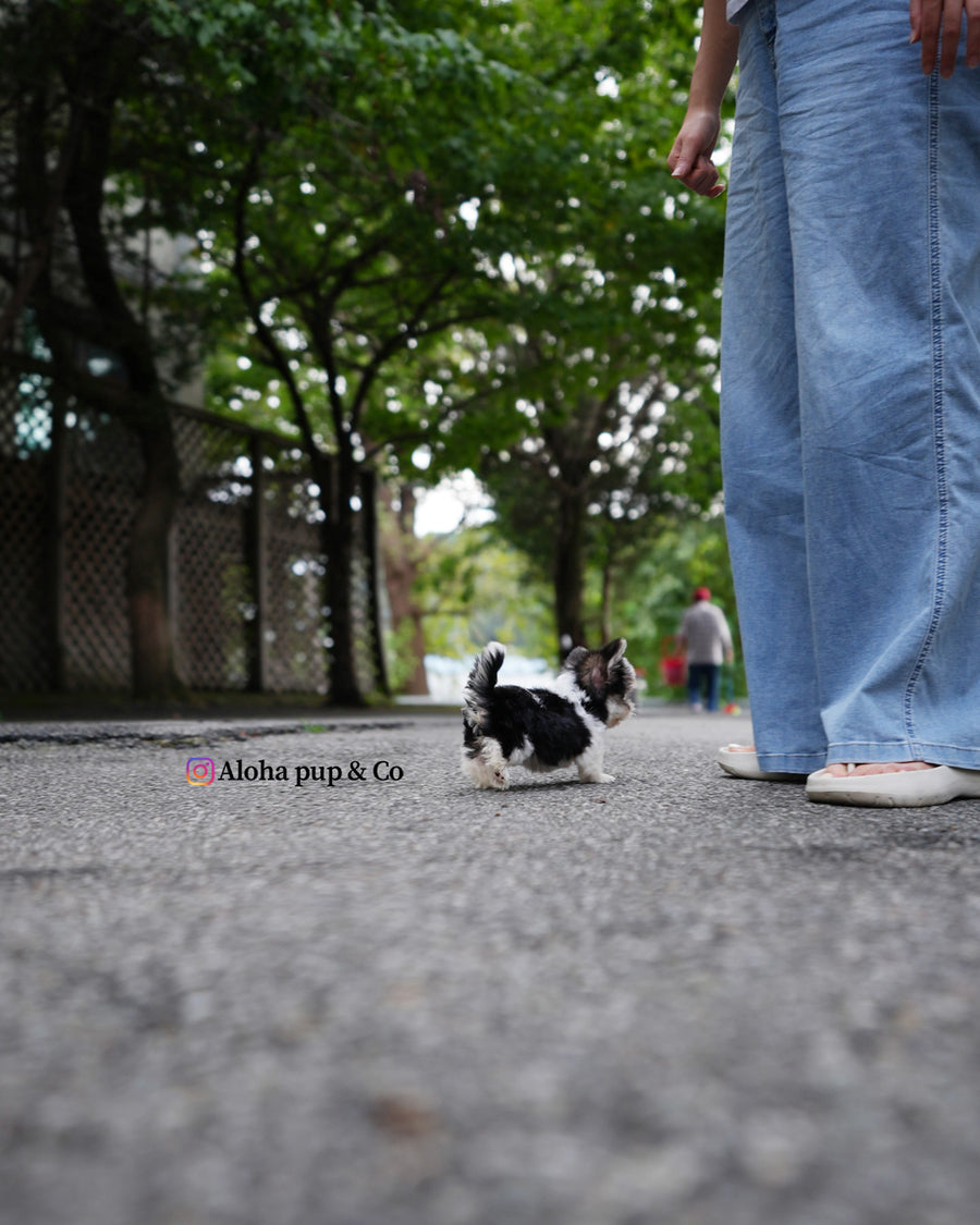 Prada [Teacup Morkie]