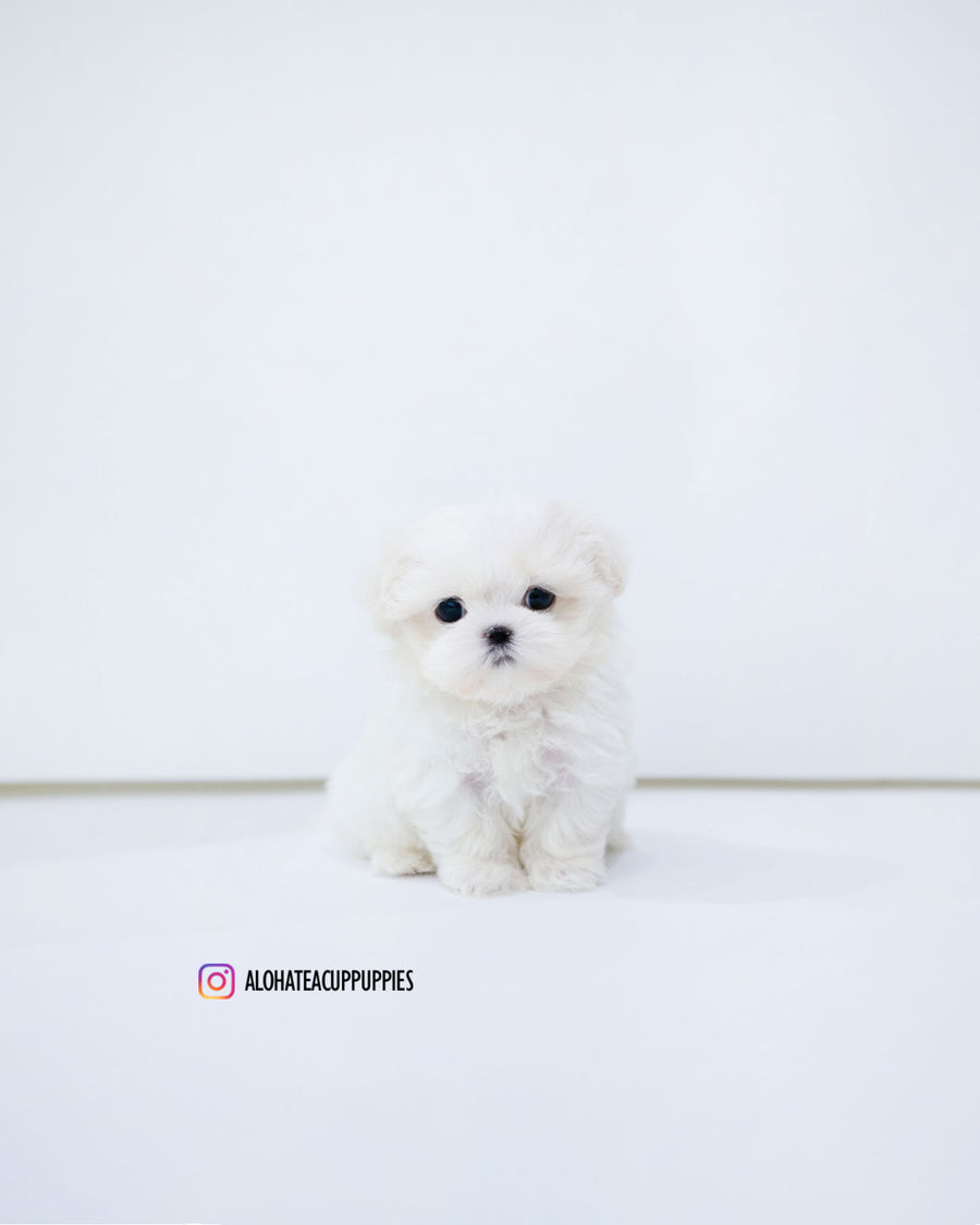 Dane [TEACUP MALTESE]