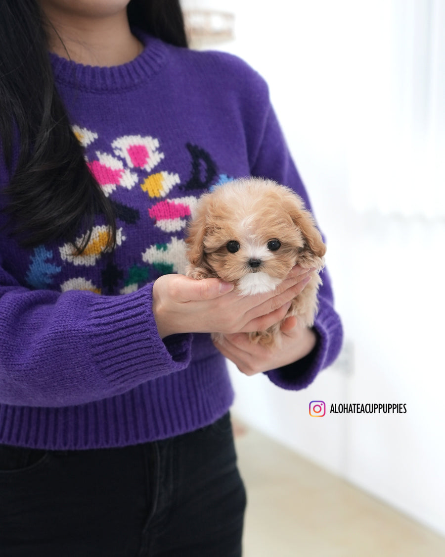 Milky [TEACUP MALTIPOO]