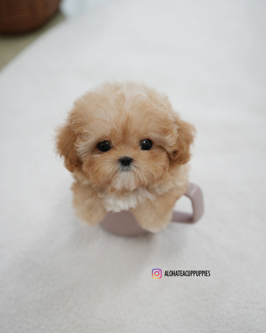 Reve [TEACUP POODLE]