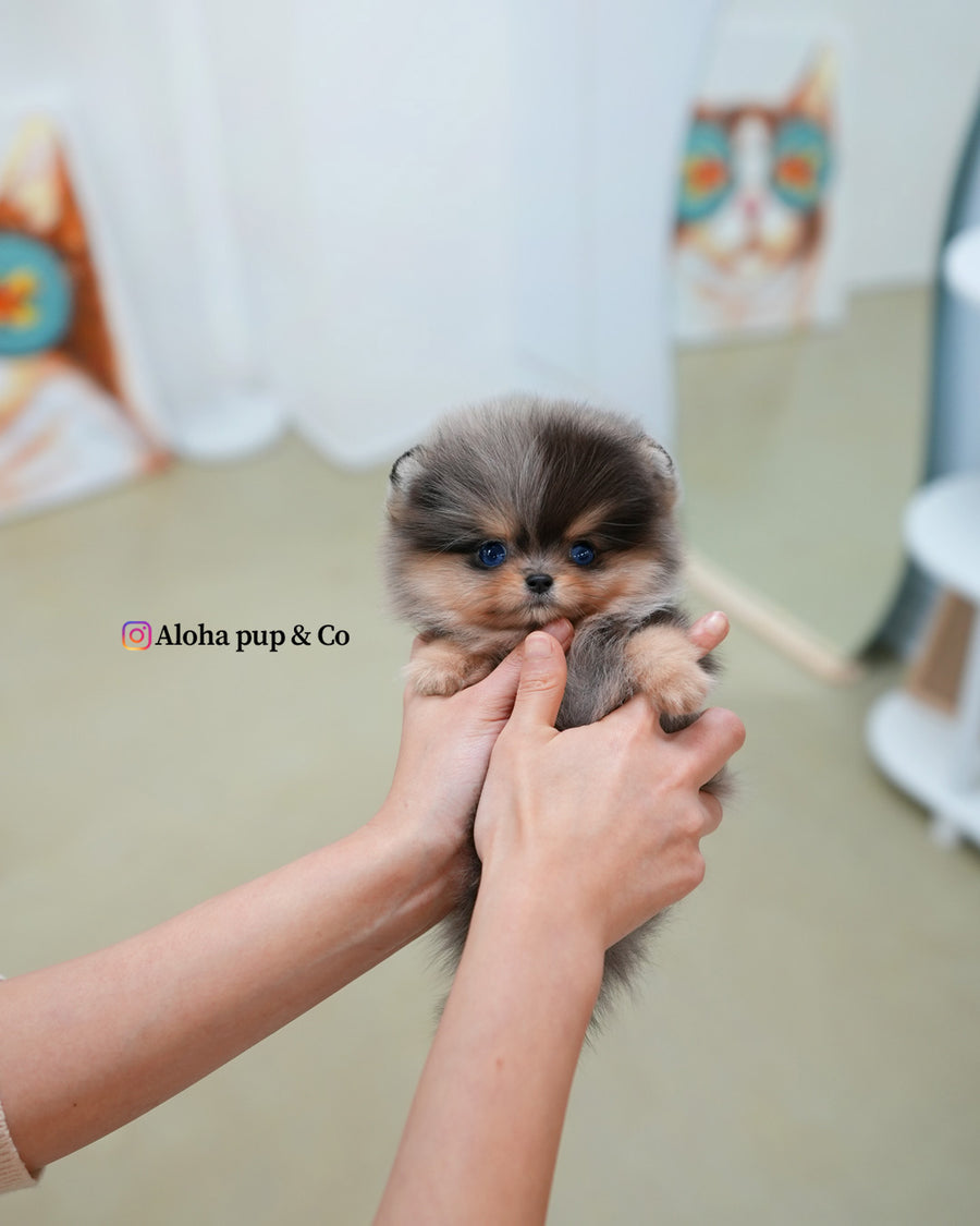 Lyn [TEACUP POMERANIAN]