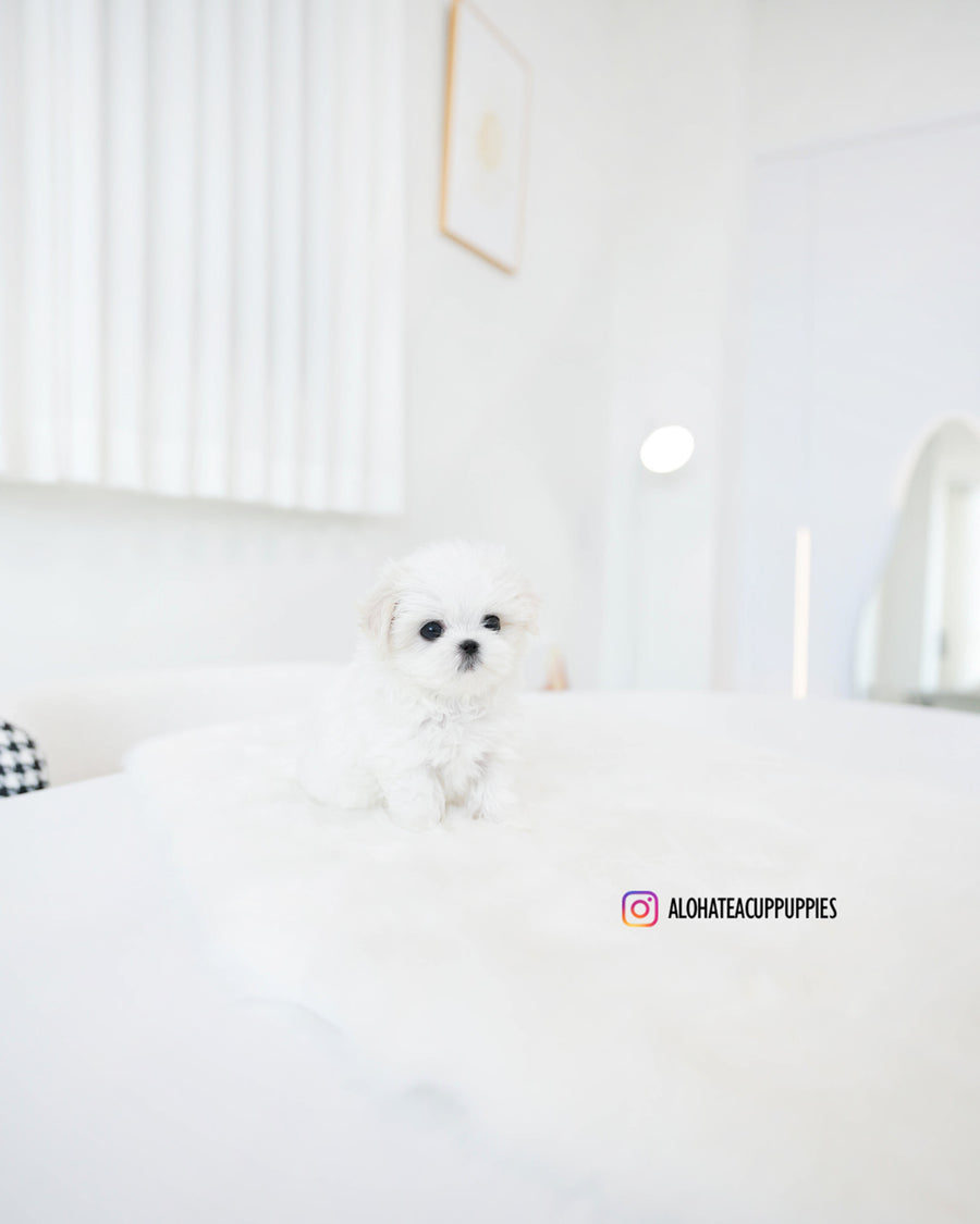 Mason [TEACUP MALTESE]