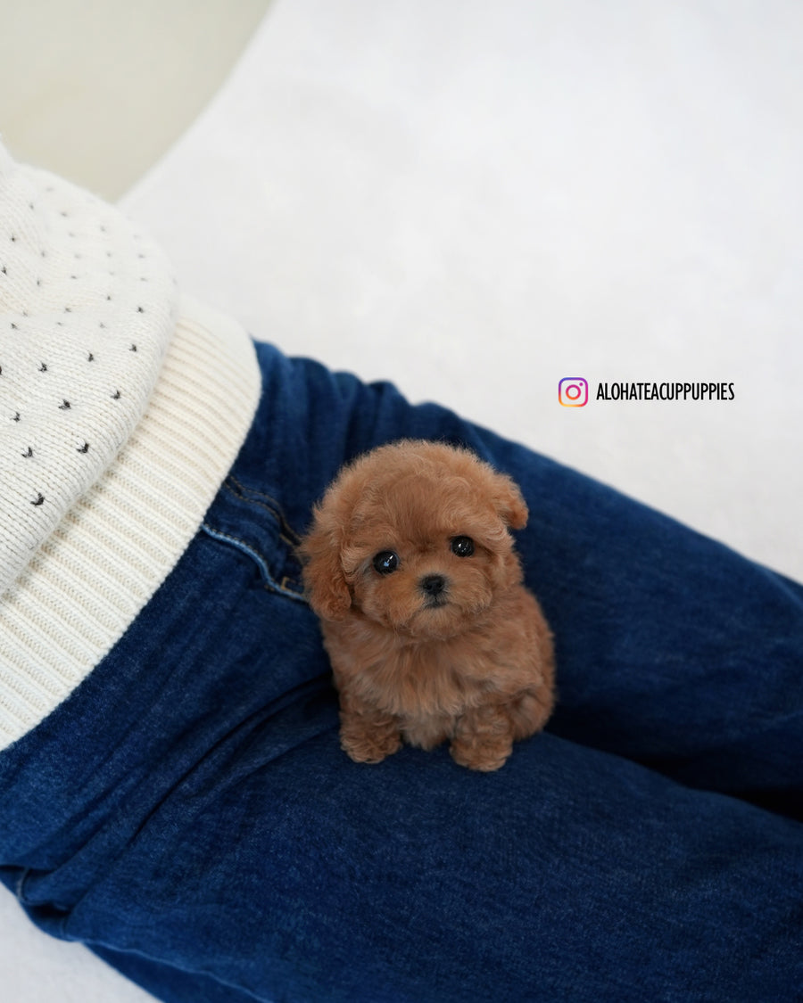 Ruby [TEACUP POODLE]