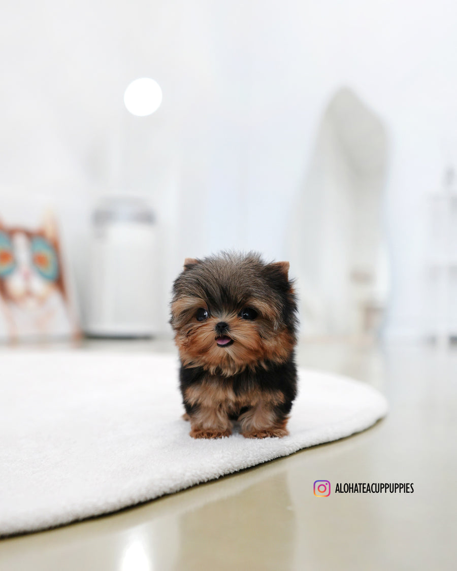 Buddy [Teacup YORKIE]