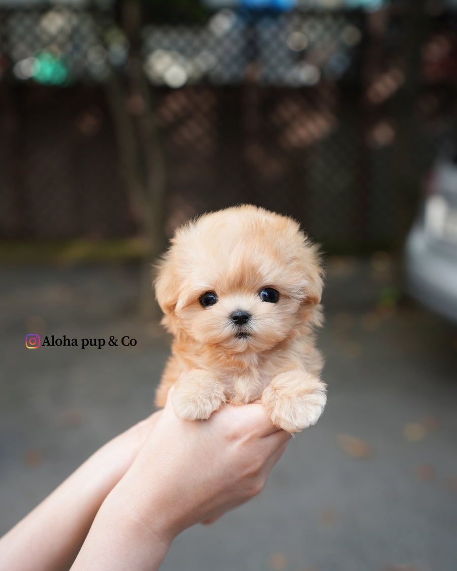 Evie [TEACUP MALTIPOO]
