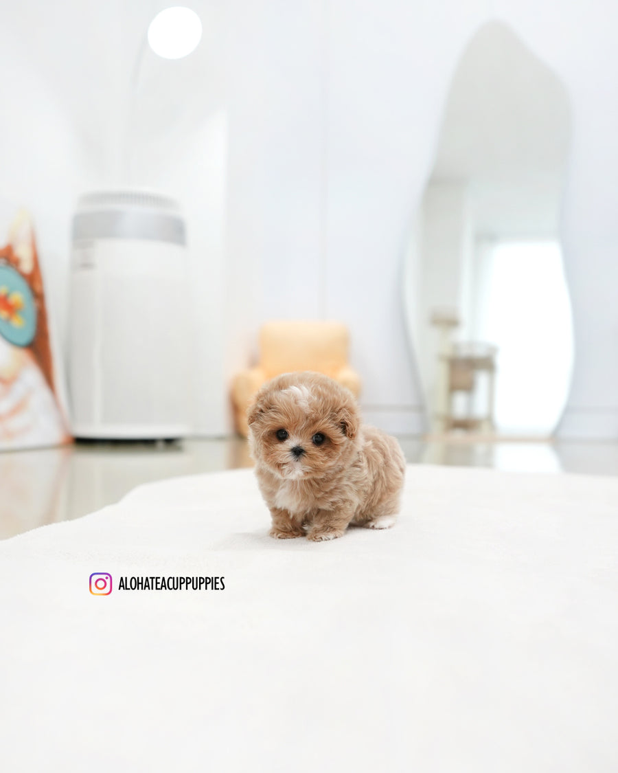 Bobby [TEACUP MALTIPOO]