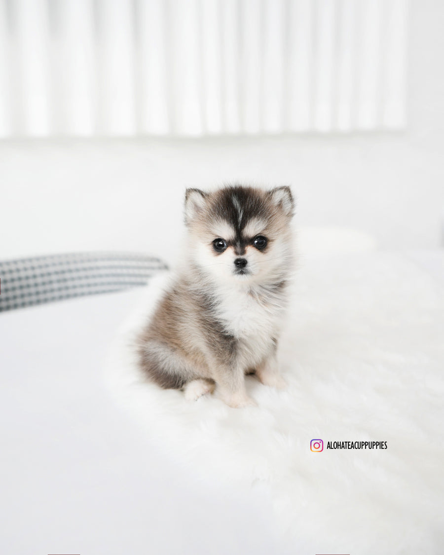 Edgar [TEACUP POMSKY]