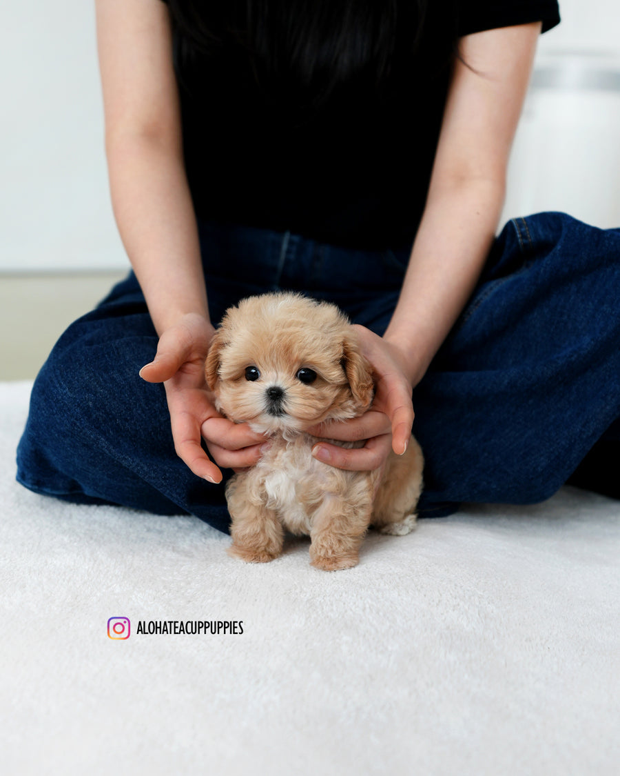 Orion [TEACUP MALTIPOO]