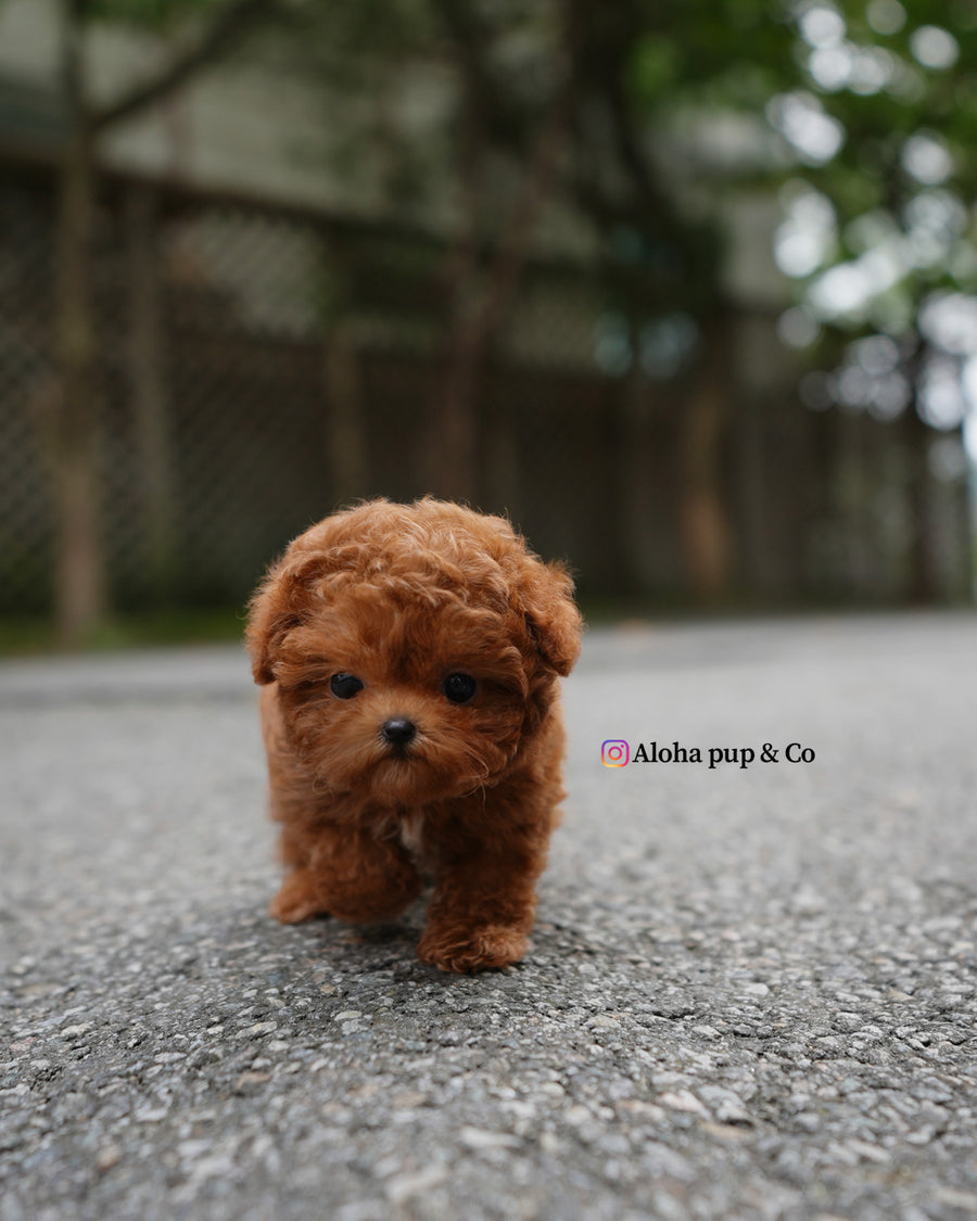 Dan [TEACUP POODLE]