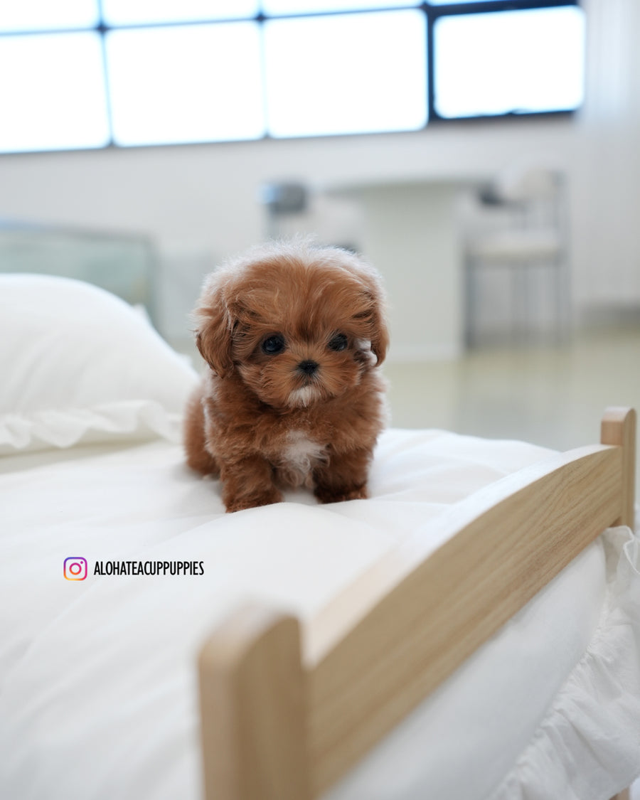 Rye [TEACUP MALTIPOO]