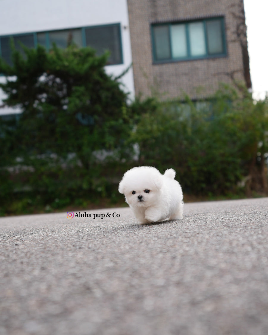 Ben [TEACUP BICHON]