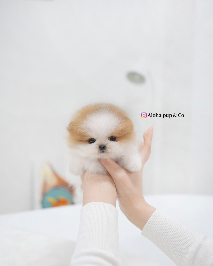 Celine [TEACUP POMERANIAN]