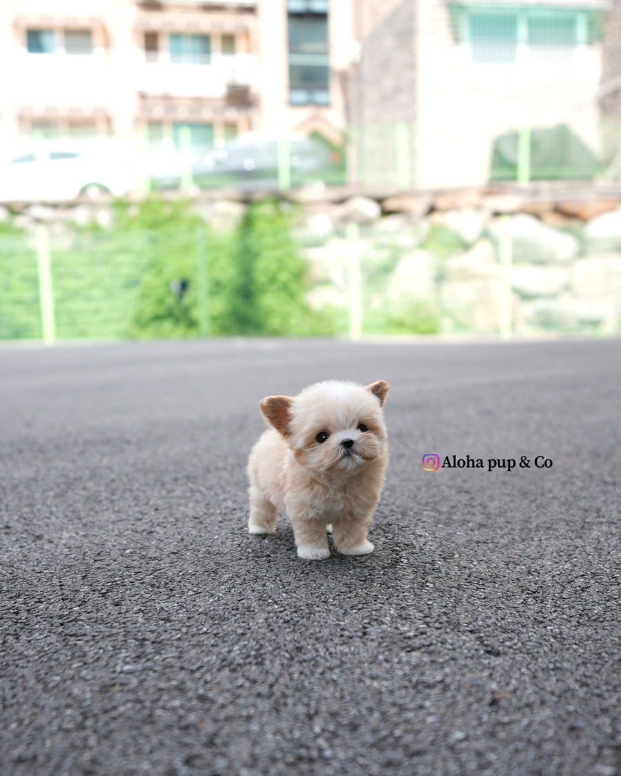Titi [TEACUP MALTIPOO]