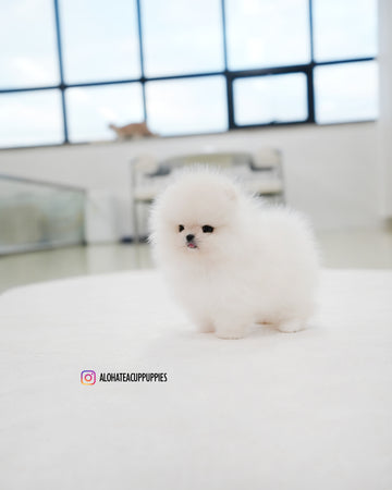 Rocco [TEACUP POMERANIAN]