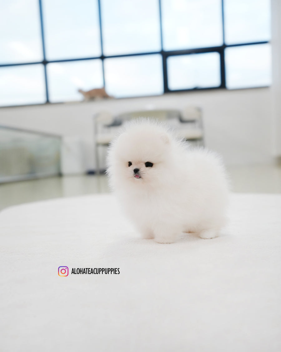 Rocco [TEACUP POMERANIAN]