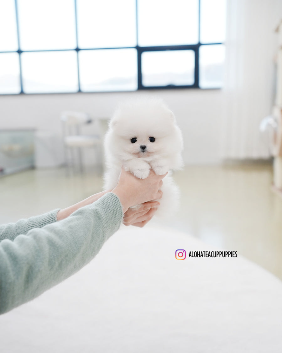 Bianca [TEACUP POMERANIAN]