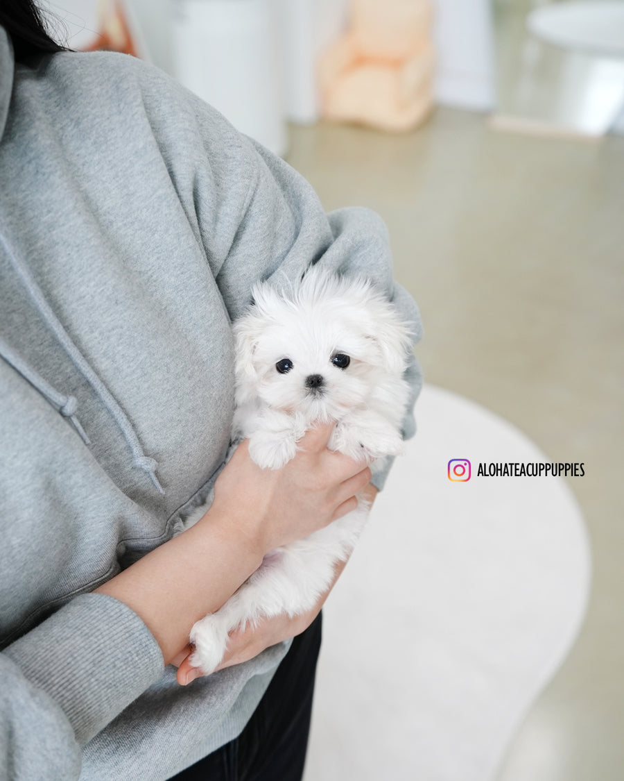 Daon [TEACUP MALTESE]