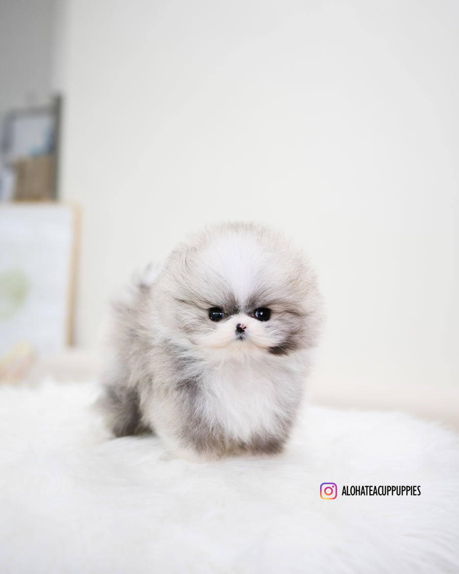 Toby [TEACUP POMERANIAN]