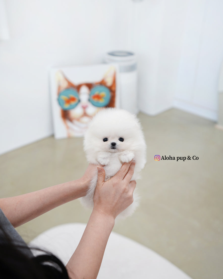 Damie [TEACUP POMERANIAN]