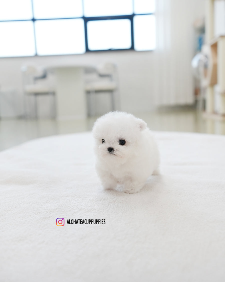 Tiffany [TEACUP BICHON]