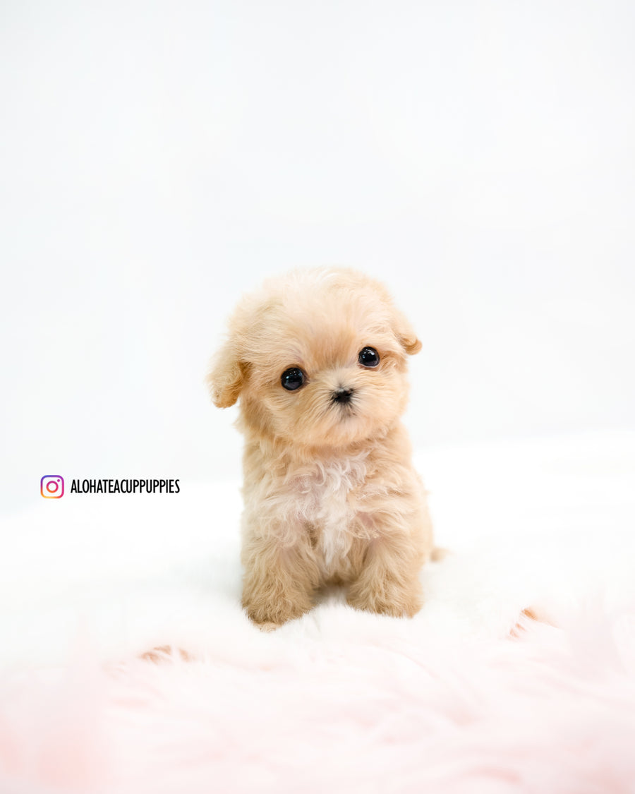 Oscar [TEACUP MALTIPOO]