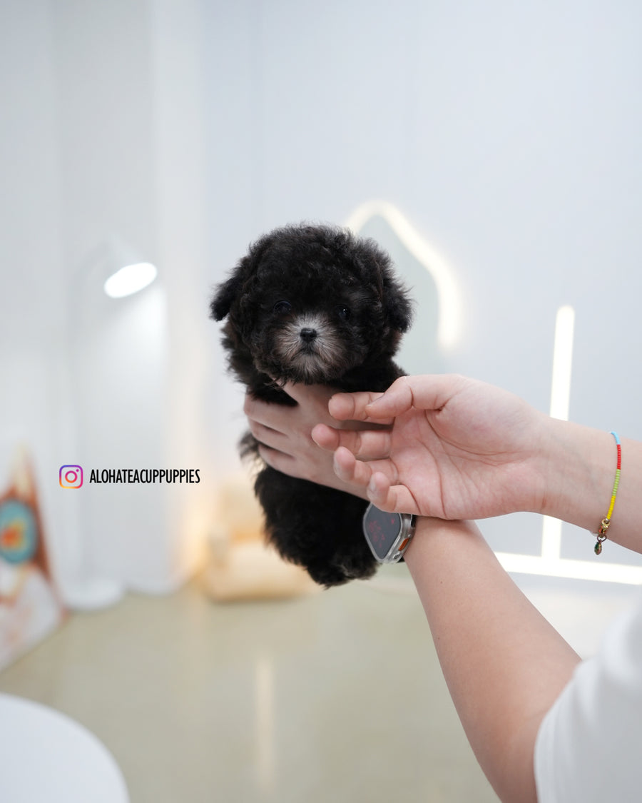 Bentley [TEACUP POODLE]