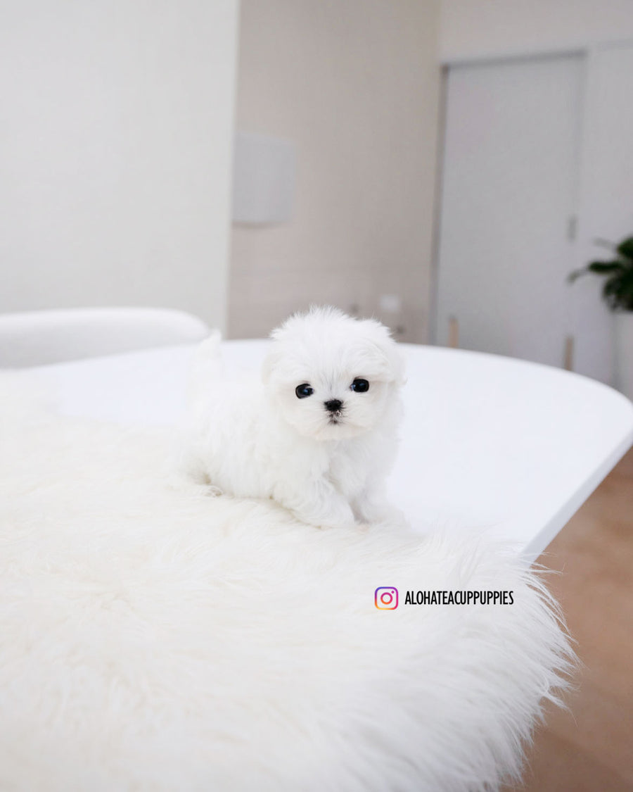 Ocean [TEACUP MALTESE]