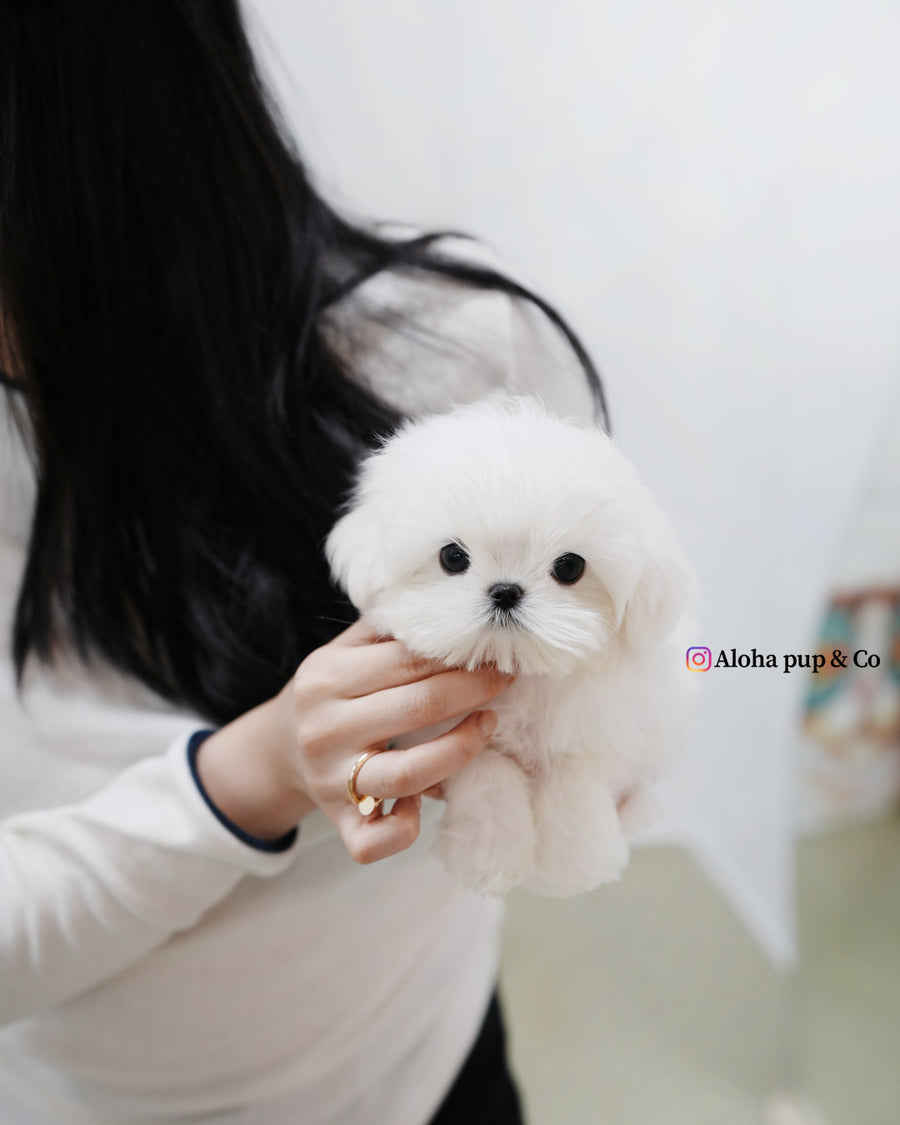 Kio [TEACUP MALTESE]