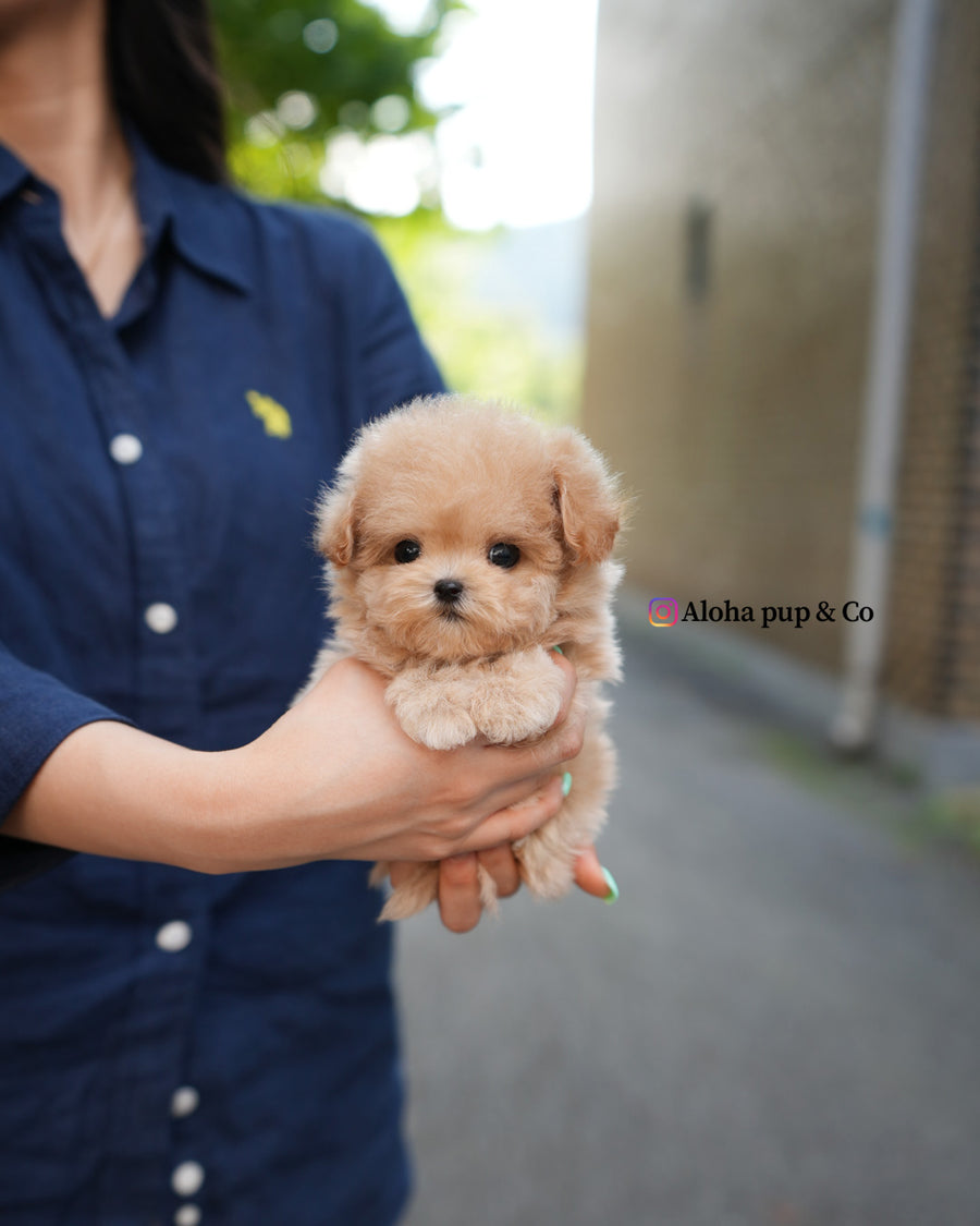 Vera [TEACUP MALTIPOO]