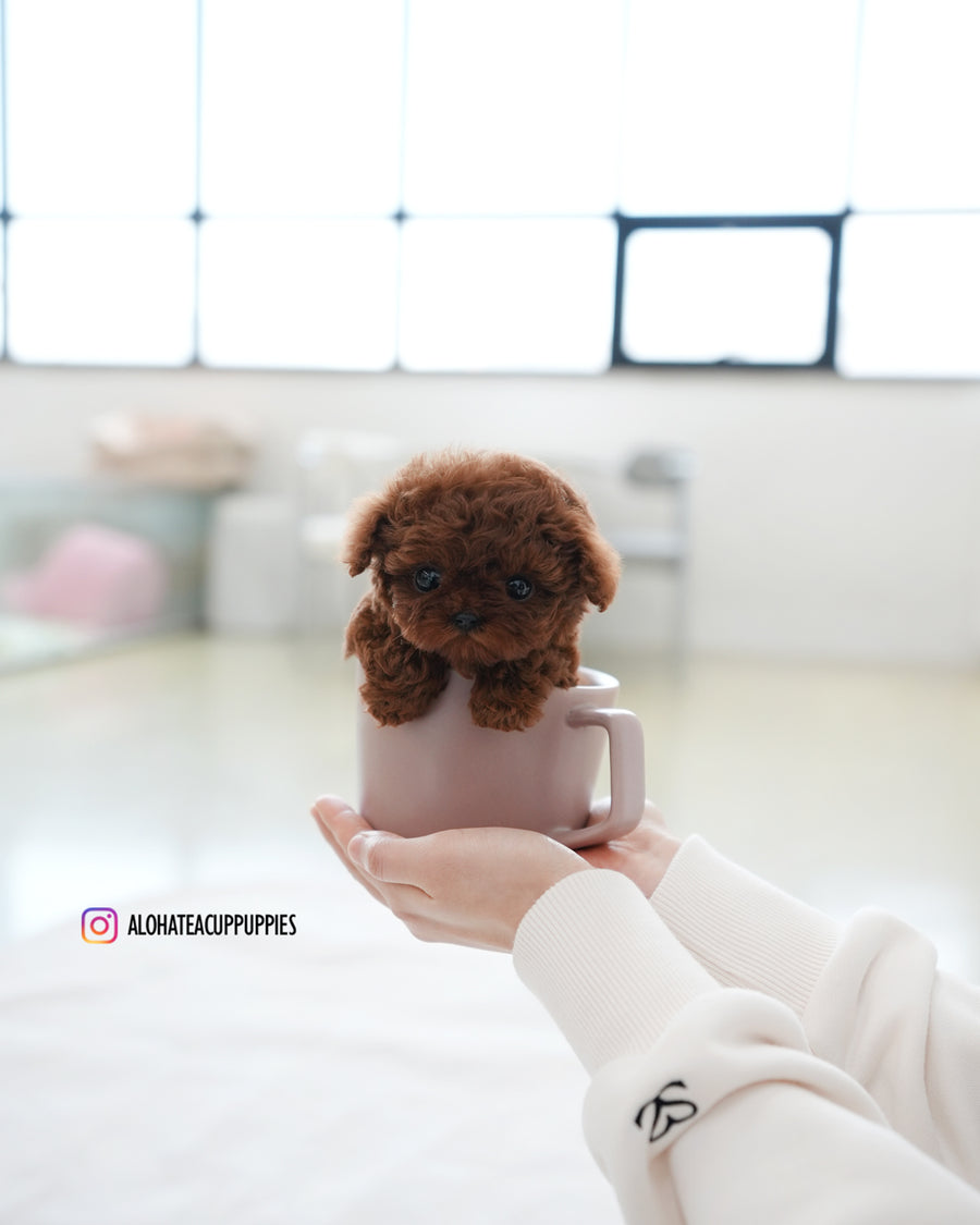 Pepsi [TEACUP POODLE]