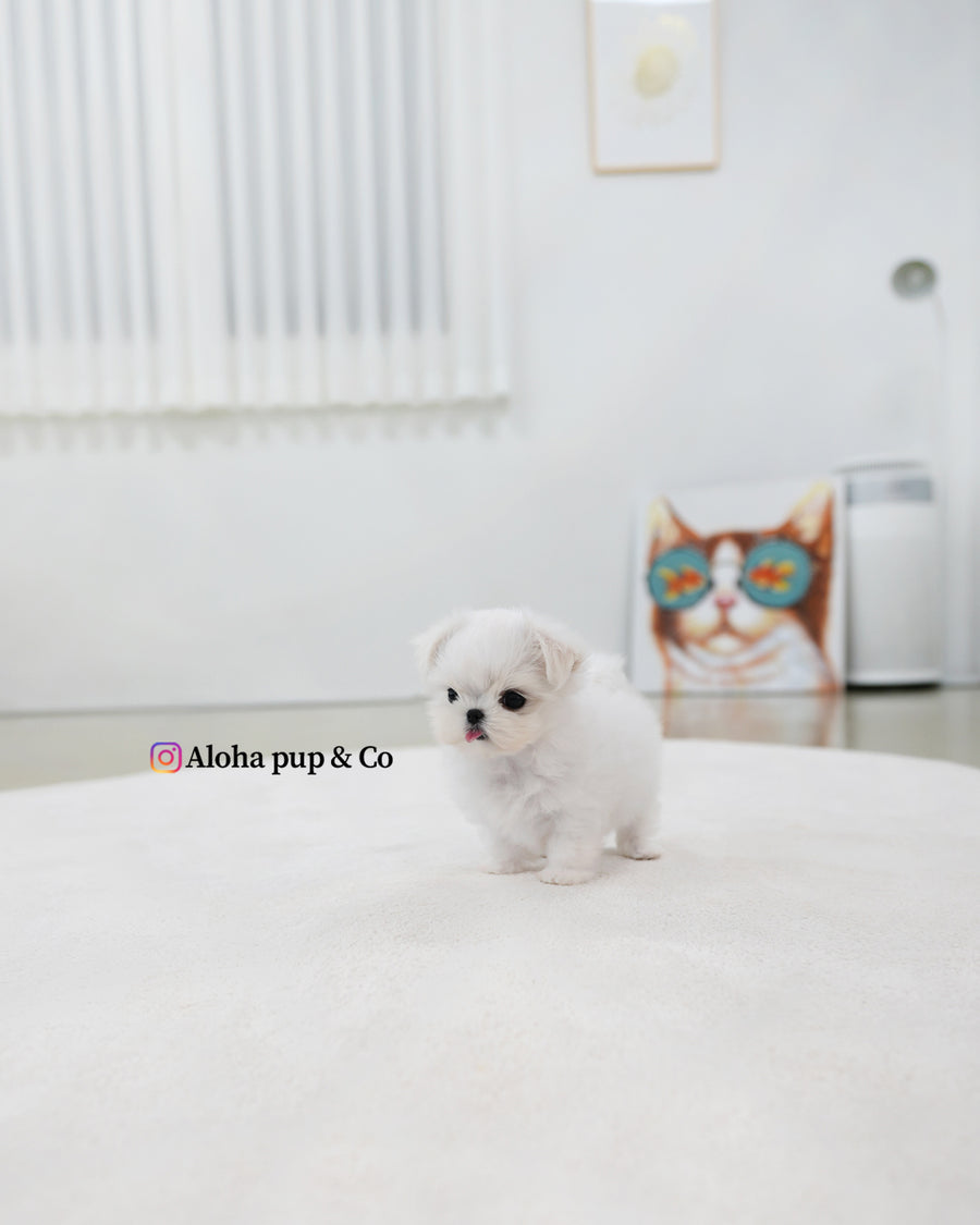 Zara [TEACUP MALTESE]
