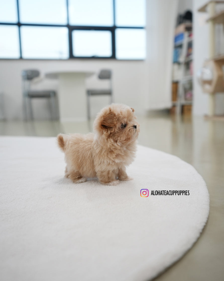 Kiko [TEACUP MALTIPOO]