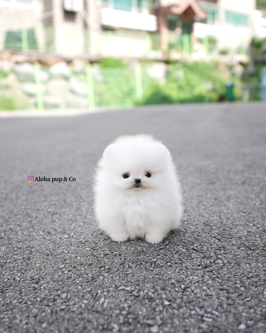Lolly [TEACUP POMERANIAN]