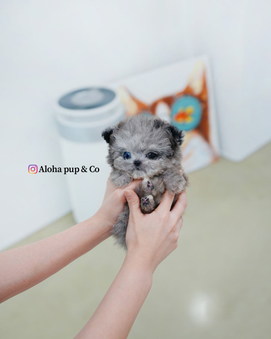 Chanel [TEACUP MALTIPOO]