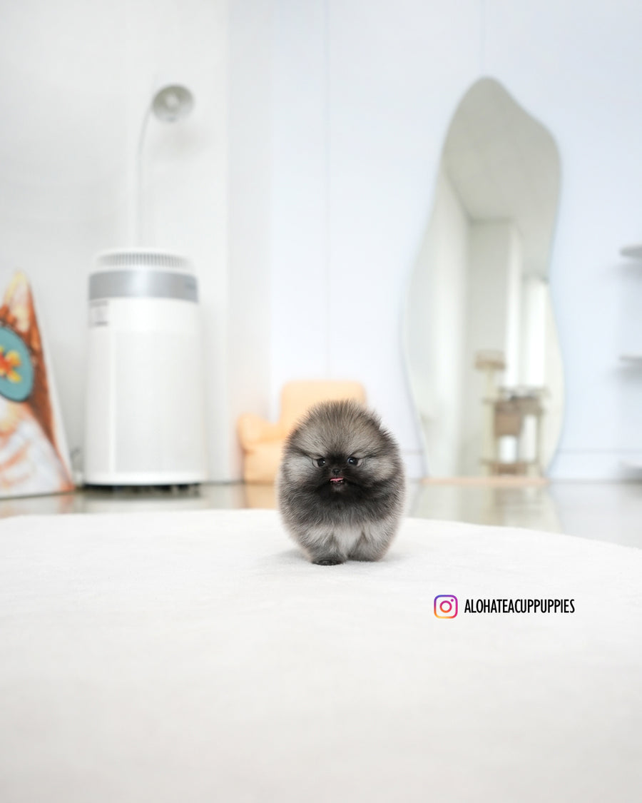 Theo [TEACUP POMERANIAN]