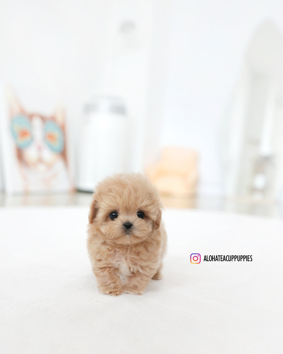 Colin [TEACUP MALTIPOO]