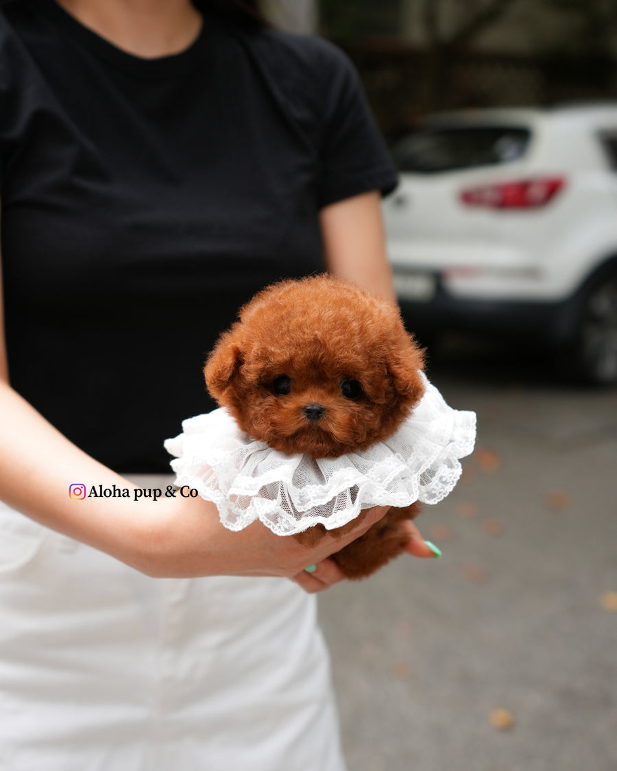 Jules [TEACUP POODLE]