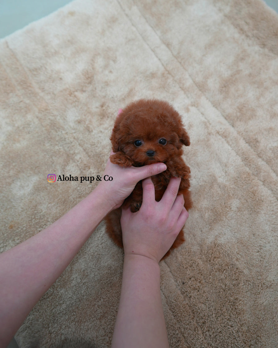 Nugget [TEACUP POODLE]