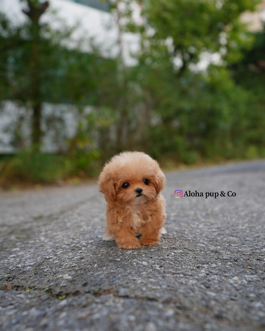 Bobo [TEACUP POODLE]