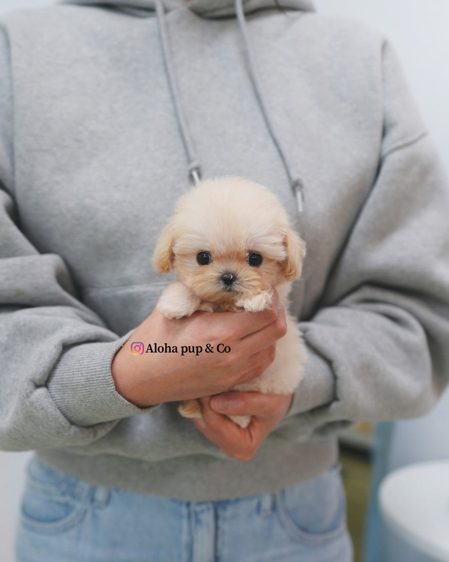 Avril [TEACUP MALTIPOO]