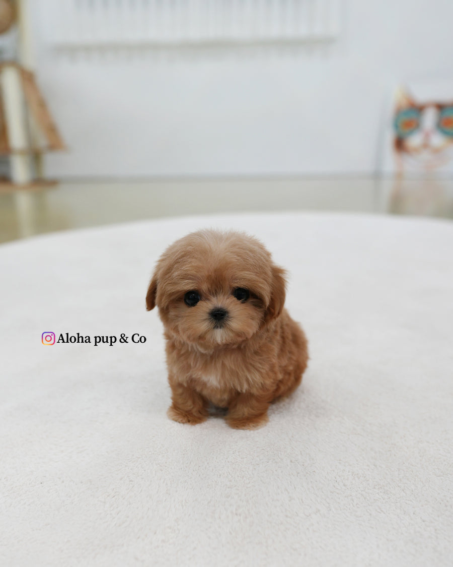 Bijou [TEACUP MALTIPOO]