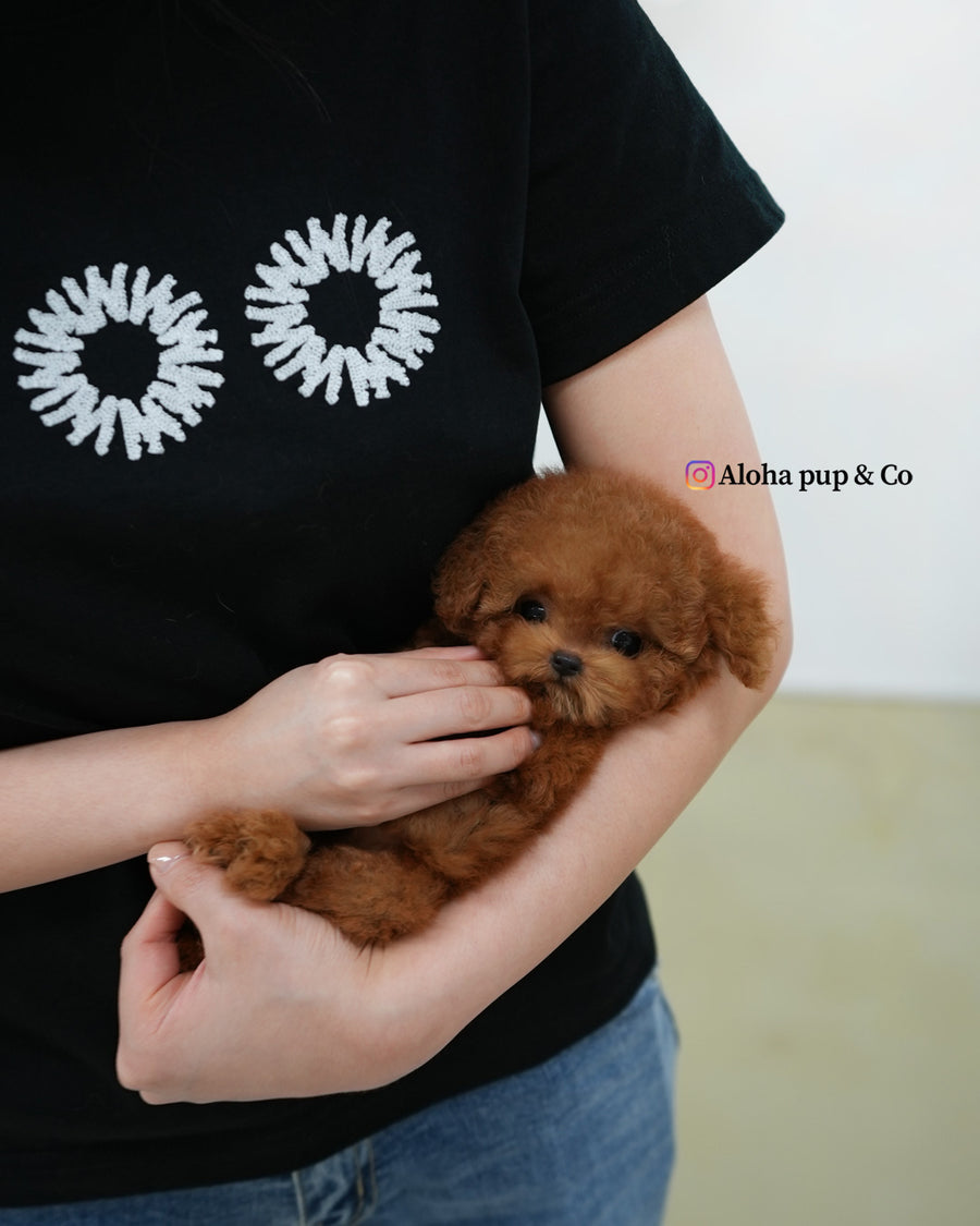 Esther [TEACUP POODLE]