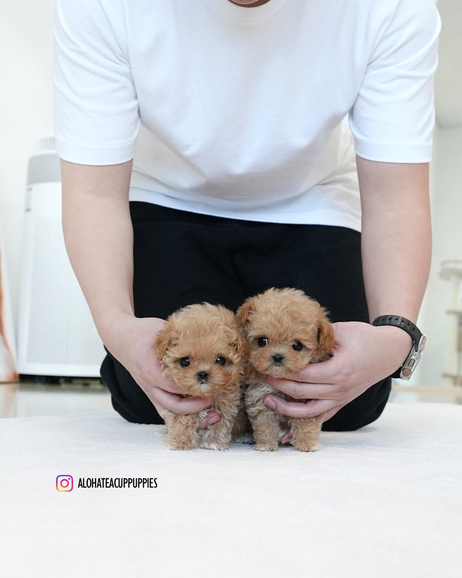 Ben [TEACUP MALTIPOO]