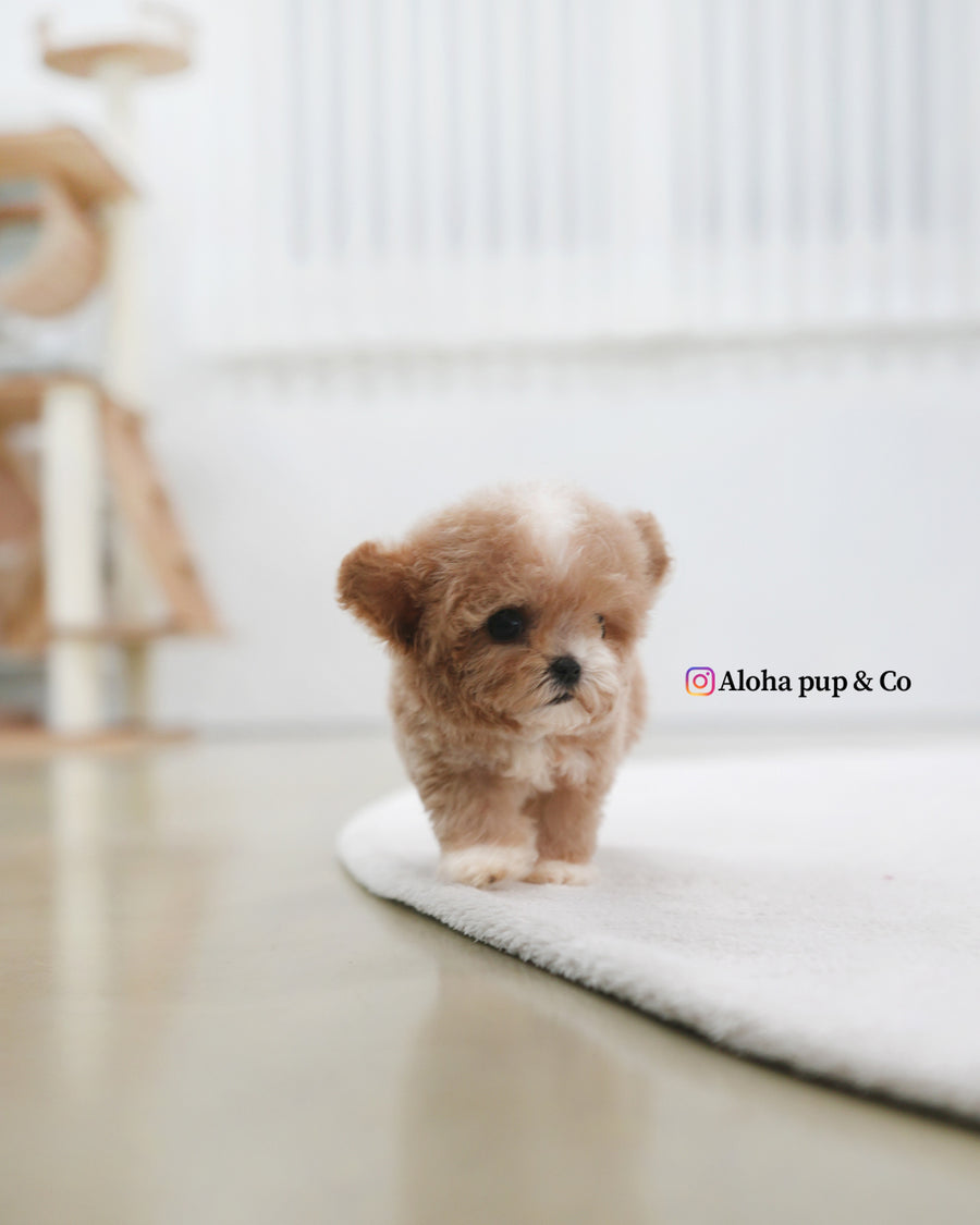 Tory [TEACUP POODLE]